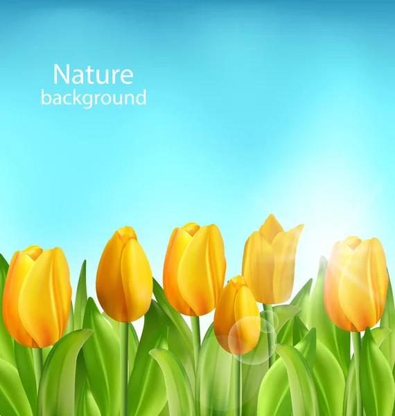 Natureza Floral fundo com flores de tulipas — Fotografia de Stock