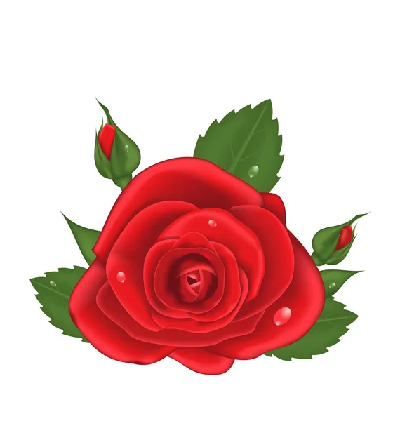 Rosa roja de primer plano aislada sobre fondo blanco —  Fotos de Stock