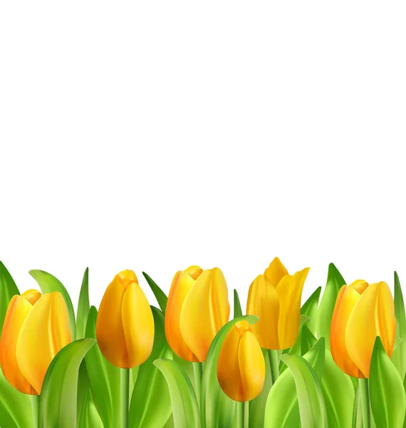 Beautiful Flowers Tulips Isolated — Stock Photo, Image