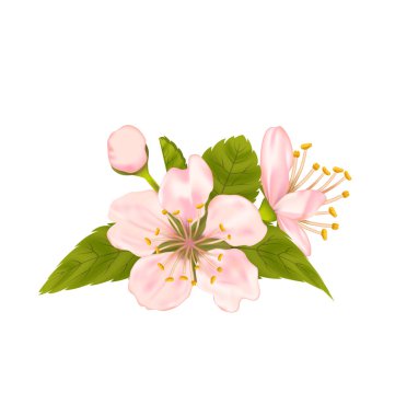 Beyaz arka plan üzerinde izole yaprakları ile kiraz çiçeği