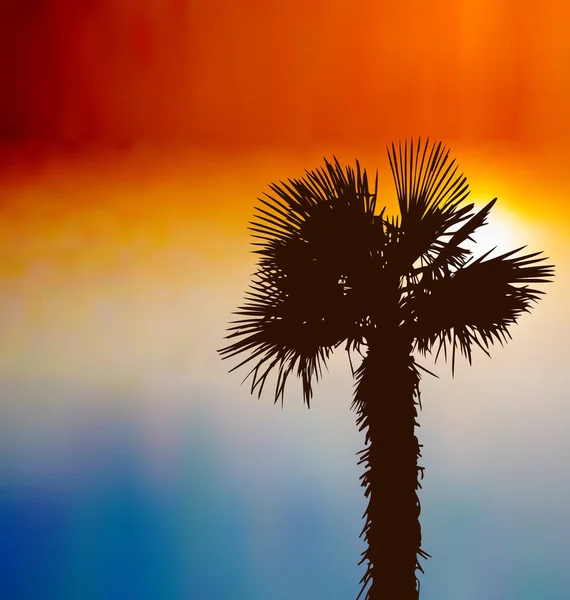 Sfondo tropicale con palma al tramonto — Foto Stock