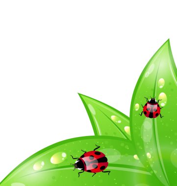 yapraklarda ladybugs ile ekoloji arka plan