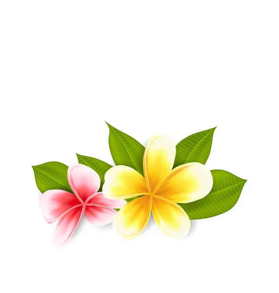 Pink and yellow frangipani plumeria, exotic flowers isolated o — стоковое фото