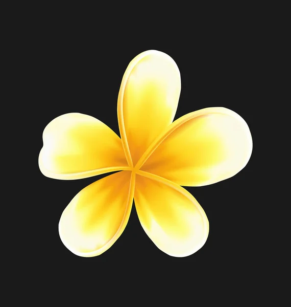 Frangipani bloem plumeria geïsoleerd op donkere achtergrond — Stockfoto
