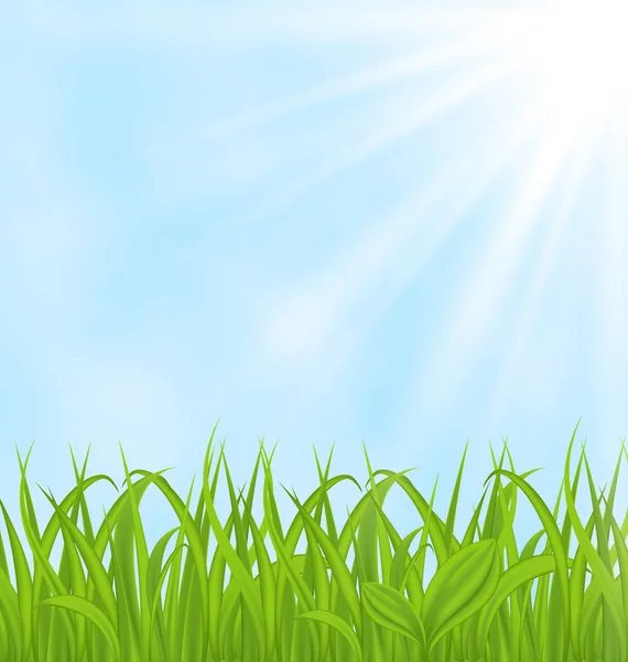 Lente achtergrond met groene gras — Stockfoto