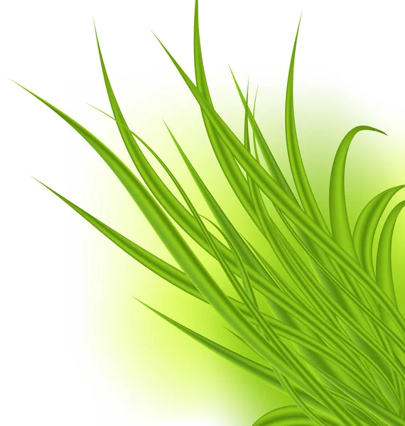 Зелена трава ізольована на білому тлі — стокове фото
