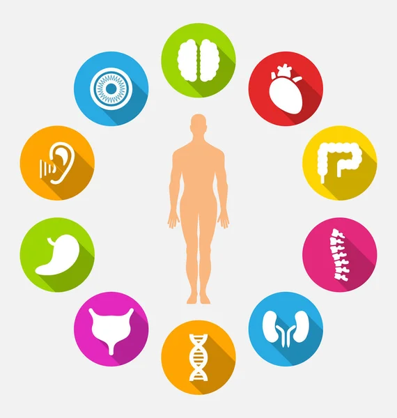 Silhouette of Male and Internal Human Organs — Stock Photo, Image