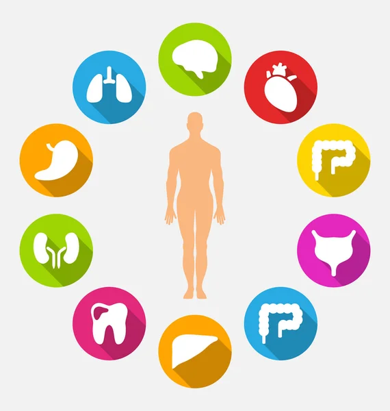 Erkek ve iç insan organlarını silüeti