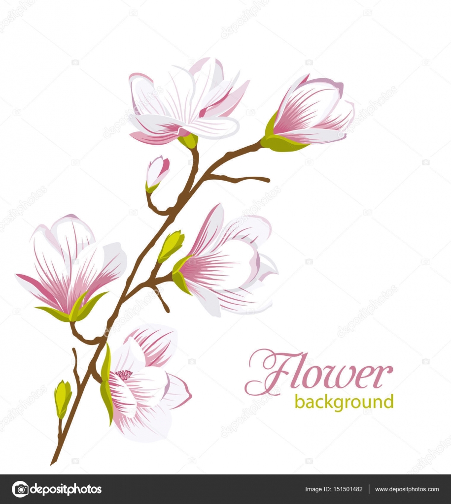 Illustrazione bella Magnolia ramo fiori esotici Estate e primavera Floral Background Vector — Vettoriali di smeagorl