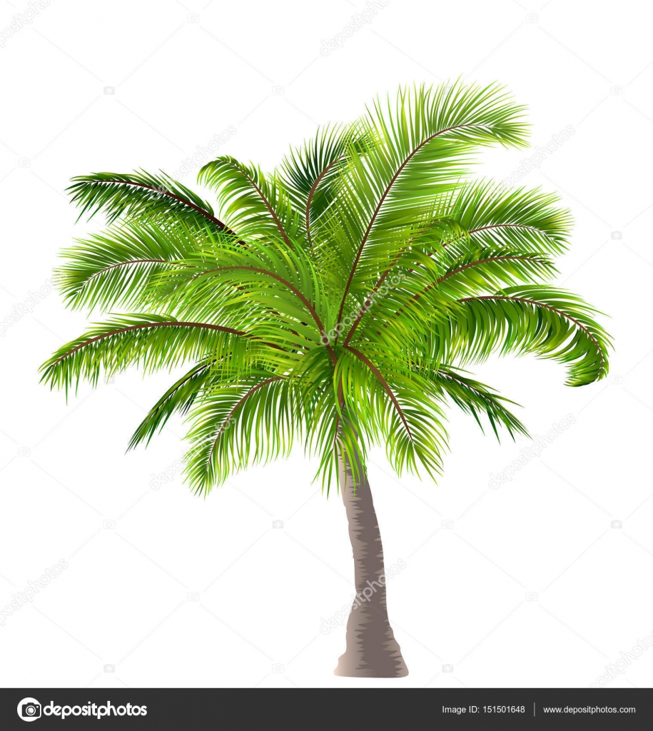 Realistic Palm Tree Isolated on White Background Stock Vector Image by