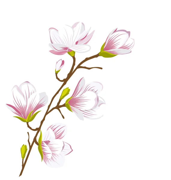 Гілка магнолії милі, цвітіння квіти — стоковий вектор