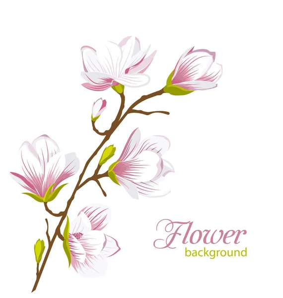 Beautiful Magnolia Branch, Exotic Flowers — Stock Vector