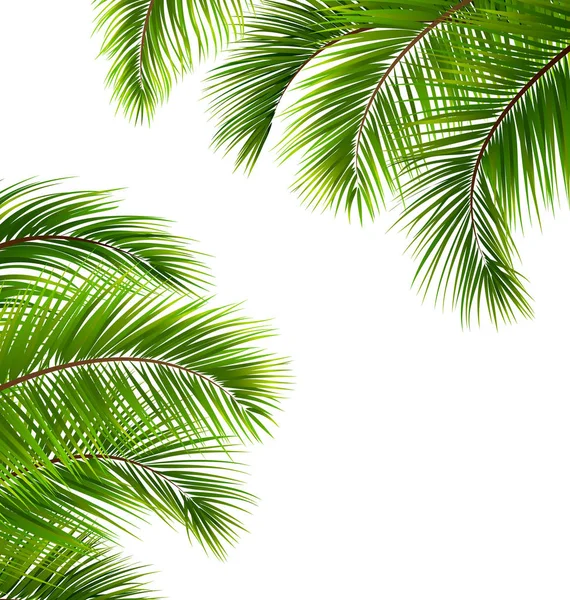 Marco exótico con hojas de palma. Lugar para su texto — Vector de stock