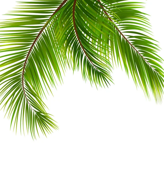 Exotiska tropiska bakgrunden med palmblad — Stock vektor