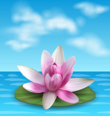 Nilüfer, Nenuphar, sıçrama stok, yeşil yaprak üzerinde pembe Lotus. Egzotik çiçek