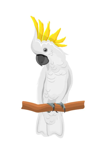 Papagaio de cacatua branco no ramo, pássaro exótico com Crest isolado — Vetor de Stock