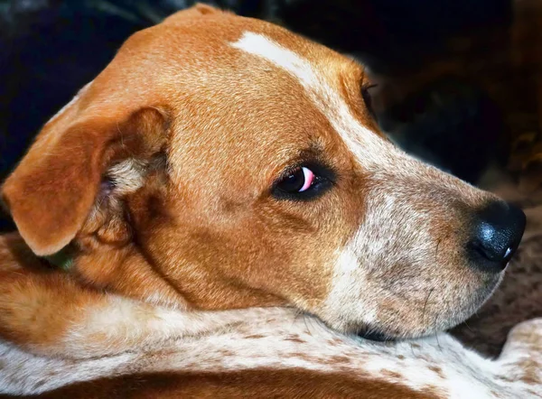 Cão de salto vermelho . — Fotografia de Stock