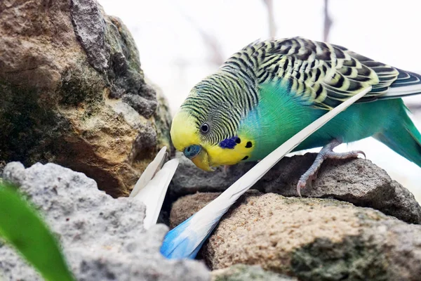 Parakeets birds on rocks. — Stock Photo, Image