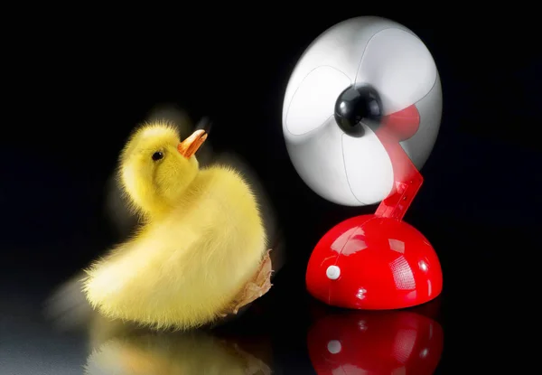 Flygande snabb Ducky. — Stockfoto