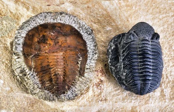 Cambrian Period Trilobites. — Stock Photo, Image