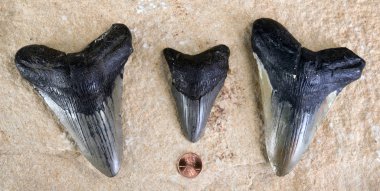 Megalodon köpekbalığı dişleri.