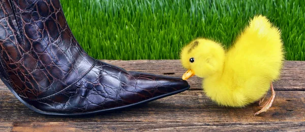 Söt baby ducky. — Stockfoto