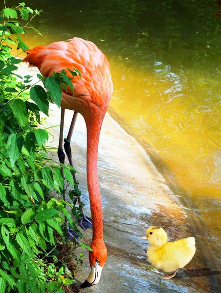 Ente trifft Flamingo. — Stockfoto