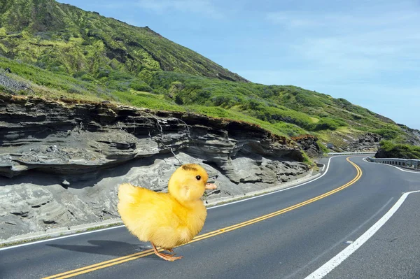 Ducky korsar vägen. — Stockfoto