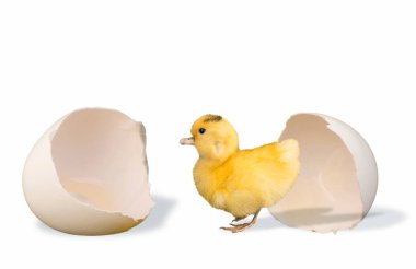 Ducky ve yumurta.