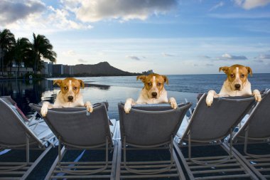 Köpekler tatil.