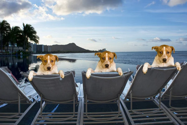Hundar på semester. — Stockfoto