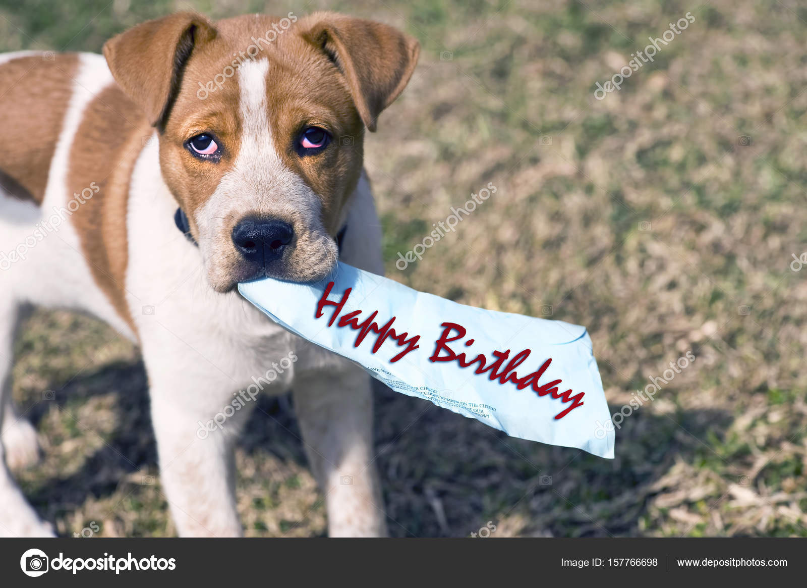 Petit Chien Joyeux Anniversaire Images Libres De Droit Photos De Petit Chien Joyeux Anniversaire Depositphotos Petit Chien Joyeux Anniversaire Images Libres De Droit Photos De Petit Chien Joyeux Anniversaire Depositphotos