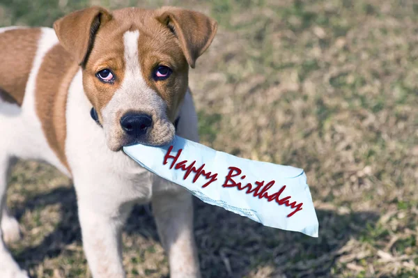 Petit Chien Joyeux Anniversaire Images Libres De Droit Photos De Petit Chien Joyeux Anniversaire Depositphotos Petit Chien Joyeux Anniversaire Images Libres De Droit Photos De Petit Chien Joyeux Anniversaire Depositphotos
