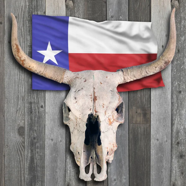 Crâne de vache du Texas . — Photo