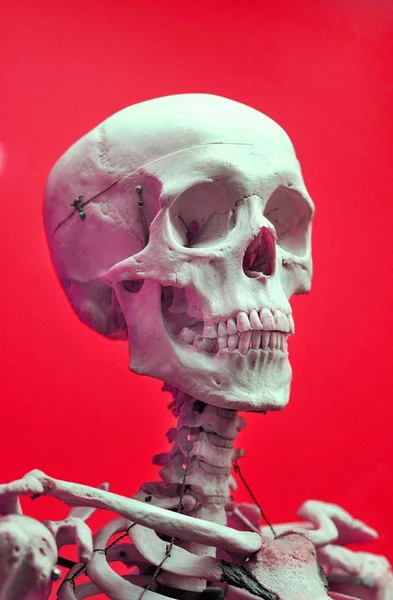 Scull muito assustador . — Fotografia de Stock