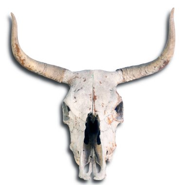 yaşlı inek kafatası.