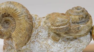 Eski Ammonit fosiller.