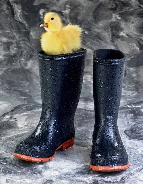 Regn stövlar och Ducky. — Stockfoto