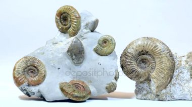  Antik Ammonit fosiller.