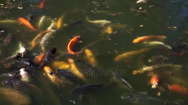 Lagoa Peixe Japonês Koi — Vídeo de Stock