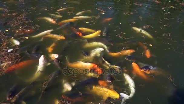 Lagoa Peixe Japonês Koi — Vídeo de Stock