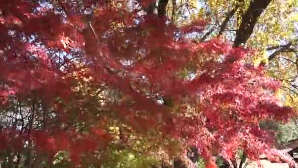 もみじの木が秋に赤く — ストック動画