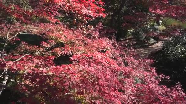 Japanse Esdoorn Bomen Draaien Rood Herfst — Stockvideo