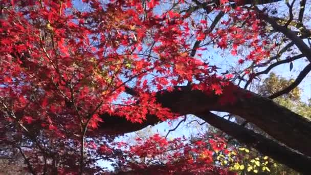 Japansk Lönn Träd Roterande Rött Höst — Stockvideo