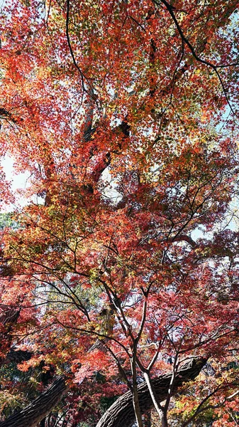 Japanese Maple Trees.