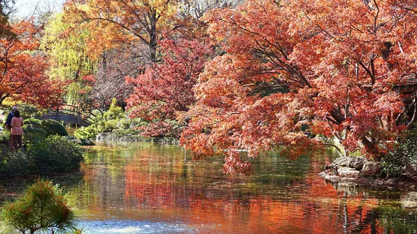 Japanese Maple Trees.