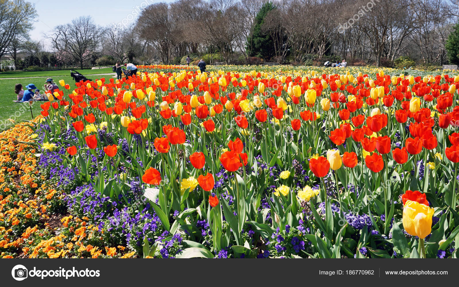 Tulips In The Park Stock Editorial Photo C Mj0007 186770962