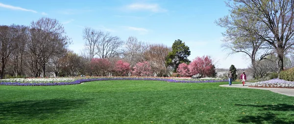 Tulipas no parque. — Fotografia de Stock