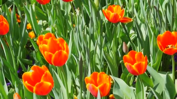 Tulips Bloom Early Spring — Stock Video