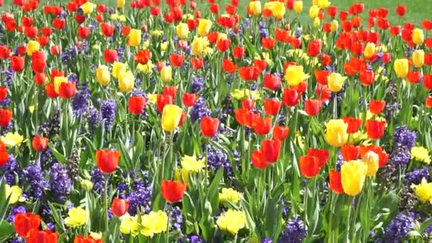 Tulpaner Blommar Tidigt Våren — Stockvideo